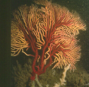 Fan Coral