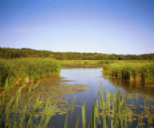 Stream with reeds