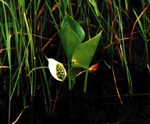 flower in pond