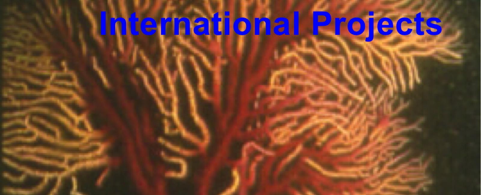 International Projects - Coral