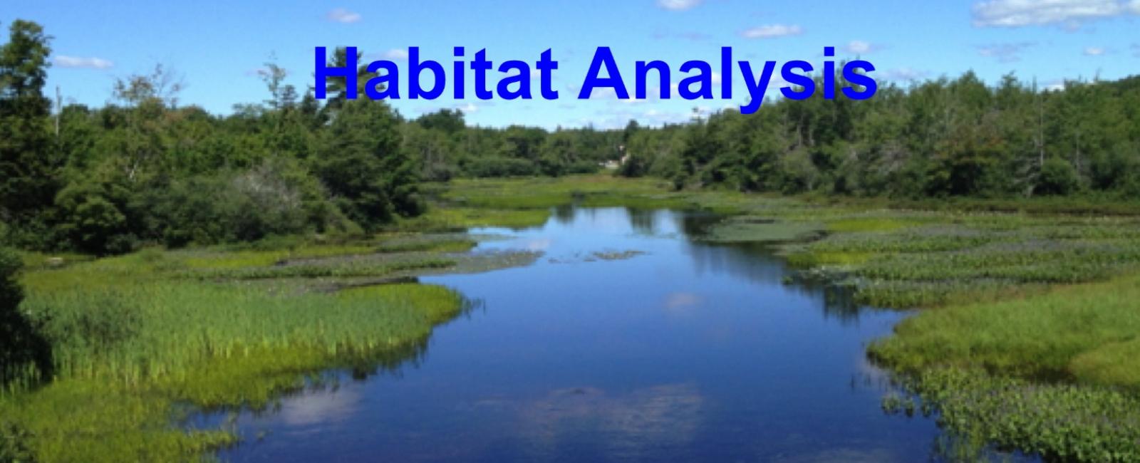 Habitat Analysis - stream through a bog